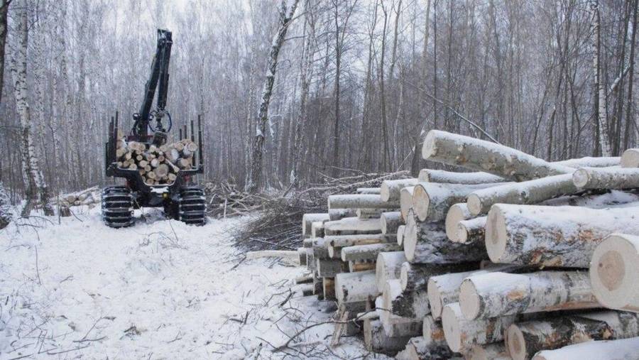 Forestry machine working among birch trees in winter beside a stack of logs