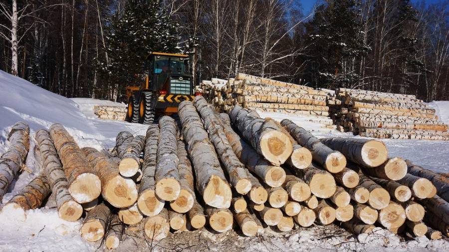 Large piles of cut birch logs in the snow