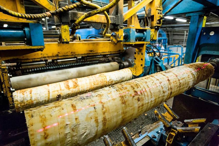 A rotary lathe peeling a continuous sheet of veneer from a birch log