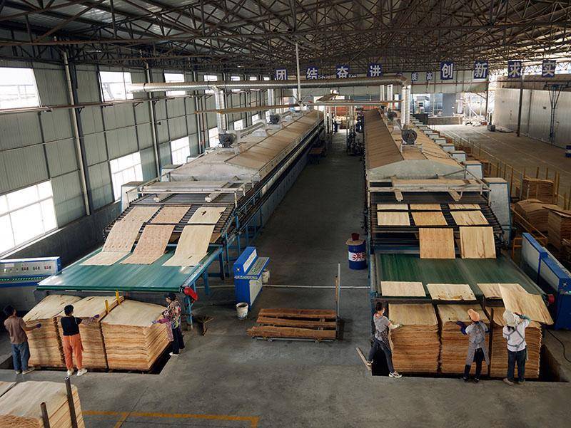 Birch veneer sheets passing through an industrial drying line