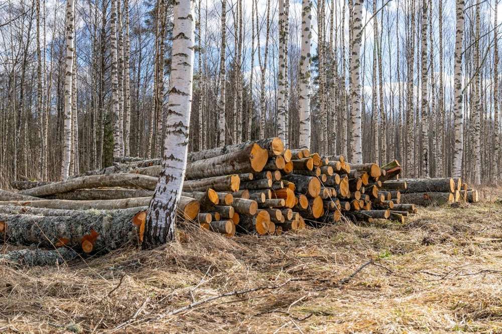 Birch forest with harvested logs stacked between the trees